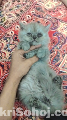 পারসিয়ান